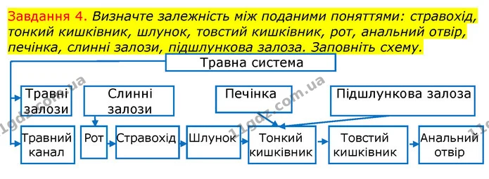 Стор. 61 — 4 — ГДЗ Робочий зошит з Біології 7 клас Яременко — ГДЗ Робочий зошит з Біології 7 клас Яременко