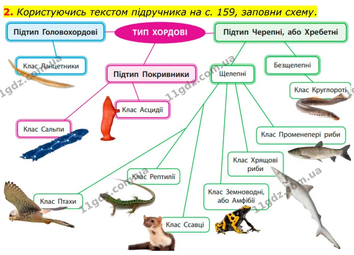 2. Користуючись текстом підручника на с. 159, заповни схему. — ГДЗ робочий зошит Біологія 7 клас Тагліна