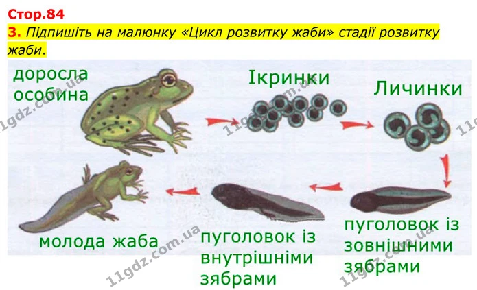 3. Підпишіть на малюнку «Цикл розвитку жаби» стадії розвитку жаби. — ГДЗ робочий зошит Біологія 7 клас Кулініч