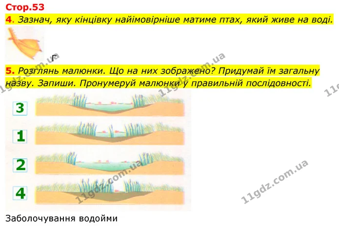 4. Зазнач, яку кінцівку найімовірніше матиме птах, який живе на воді. — ГДЗ Робочий зошит Я досліджую світ 4 клас Гільберг