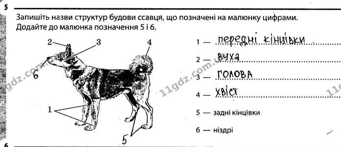5. Запишіть назви структур будови ссавця, що позначені на малюнку цифрами. Додайте до малюнка позначення 5 і 6. — ГДЗ Робочий зошит Біологія 7 клас Задорожний