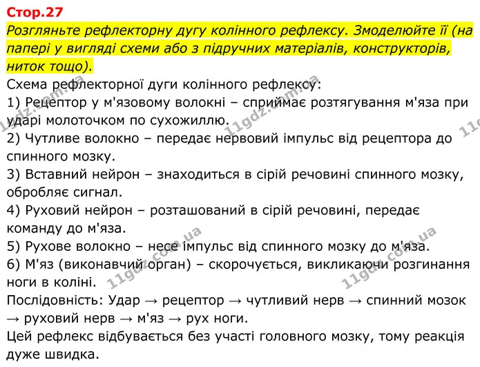 Розгляньте рефлекторну дугу колінного рефлексу. Змоделюйте її (на папері у вигляді схеми або з підручних матеріалів, конструкторів — ГДЗ Біологія 8 клас Балан