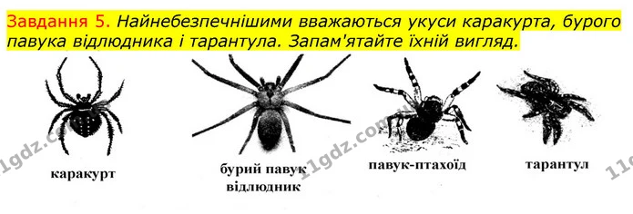 Стор. 24 — 5 — ГДЗ Робочий зошит з Біології 7 клас Яременко — ГДЗ Робочий зошит з Біології 7 клас Яременко