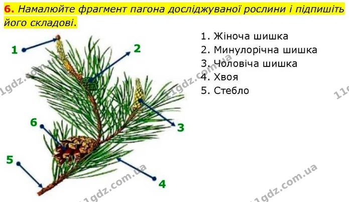 Стор. 43 — Стр.43 (3.2) — ГДЗ робочий зошит Біологія 7 клас Кулініч — ГДЗ робочий зошит Біологія 7 клас Кулініч