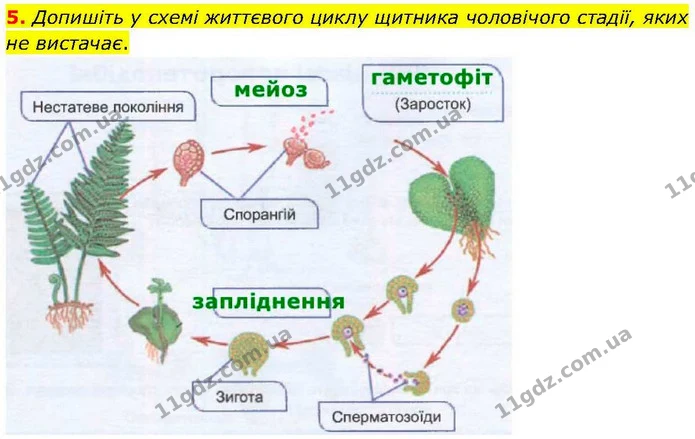 5. Допишіть у схемі життєвого циклу щитника чоловічого стадії, яких не вистачає. — ГДЗ робочий зошит Біологія 7 клас Кулініч