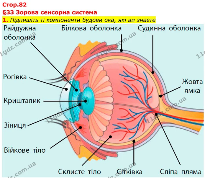 1. Підпишіть ті компоненти будови ока, які ви знаєте — ГДЗ Робочий зошит Біологія 8 клас Тагліна (2025)