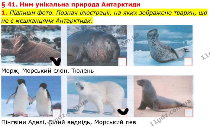 1. Підпиши фото. Познач ілюстрації, на яких зображено тварин, що не є мешканцями Антарктиди. — ГДЗ робочий зошит Географія 7 клас Гільберг