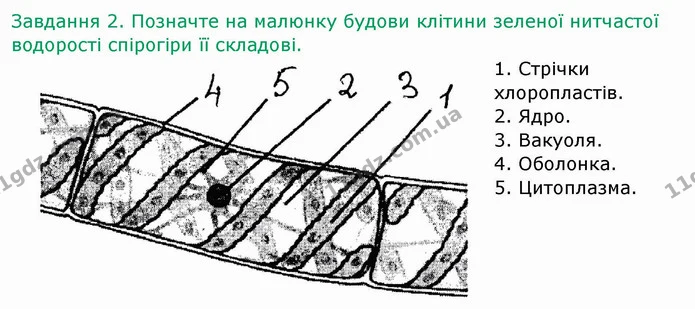 Стор. 45 — 2 — ГДЗ Робочий зошит Біологія 6 клас Мечник — ГДЗ Робочий зошит Біологія 6 клас Мечник