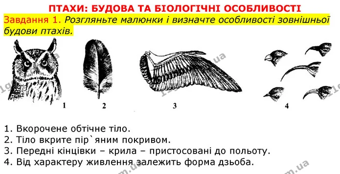 Стор. 48 — 1 (2) — ГДЗ Робочий зошит з Біології 7 клас Яременко — ГДЗ Робочий зошит з Біології 7 клас Яременко