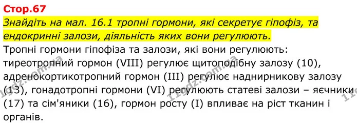 Знайдіть на мал. 16.1 тропні гормони, які секретує гіпофіз, та ендокринні залози, діяльність яких вони регулюють. — ГДЗ Біологія 8 клас Балан