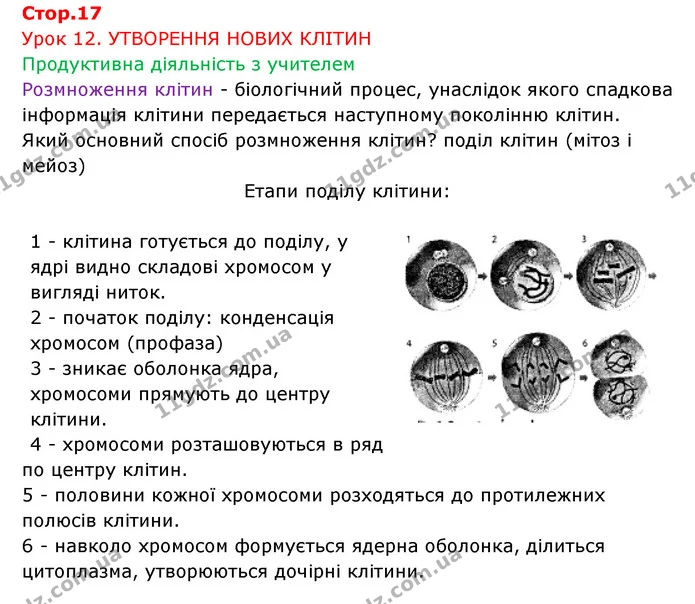 Стор. 17 — 1 — ГДЗ Робочий зошит Біологія 6 клас Соболь — ГДЗ Робочий зошит Біологія 6 клас Соболь