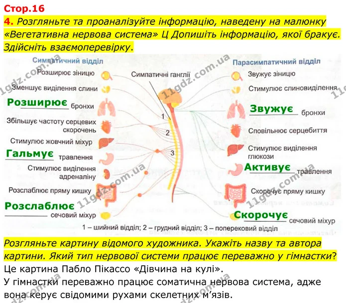 4. Розгляньте та проаналізуйте інформацію, наведену на малюнку «Вегетативна нервова система» Ц Допишіть інформацію, якої бракує — ГДЗ Робочий зошит Біологія 8 клас Кулініч