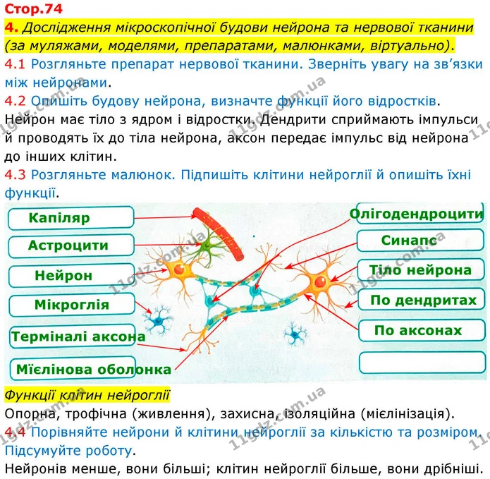 1. На малюнку зображена будова синапсу. Позначте й підпишіть ті його компоненти, які ви знаєте. — частина 4 — ГДЗ Робочий зошит Біологія 8 клас Тагліна (2025)