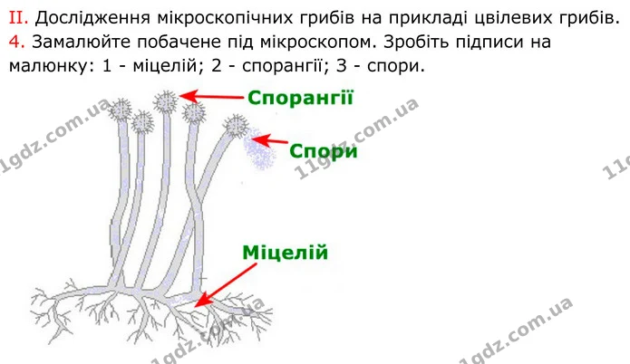 Стор. 96 — Стр.96 (3.2) — ГДЗ робочий зошит Біологія 7 клас Кулініч — ГДЗ робочий зошит Біологія 7 клас Кулініч