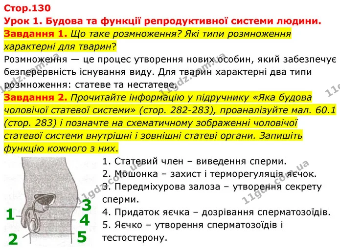 Стор. 130 — 1-2 — ГДЗ Робочий зошит біологія 8 клас Мирна — ГДЗ Робочий зошит біологія 8 клас Мирна