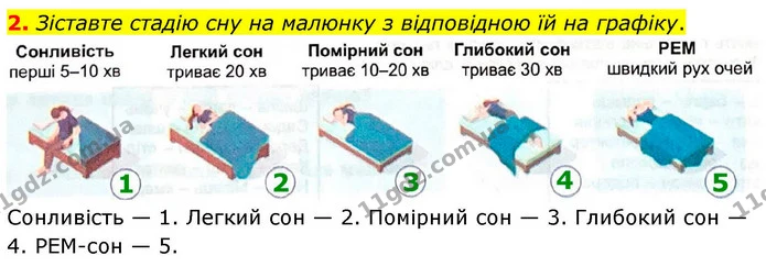 2. Зіставте стадію сну на малюнку з відповідною їй на графіку. — ГДЗ Робочий зошит Біологія 8 клас Кулініч