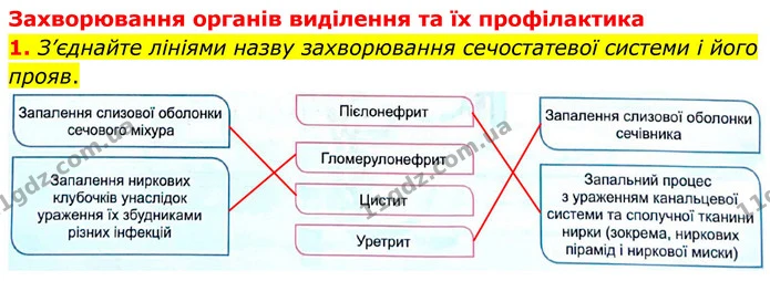 1. З’єднайте лініями назву захворювання сечостатевої системи і його прояв. — ГДЗ Робочий зошит Біологія 8 клас Кулініч