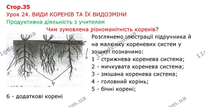 Стор. 35 — 1 — ГДЗ Робочий зошит Біологія 6 клас Соболь — ГДЗ Робочий зошит Біологія 6 клас Соболь