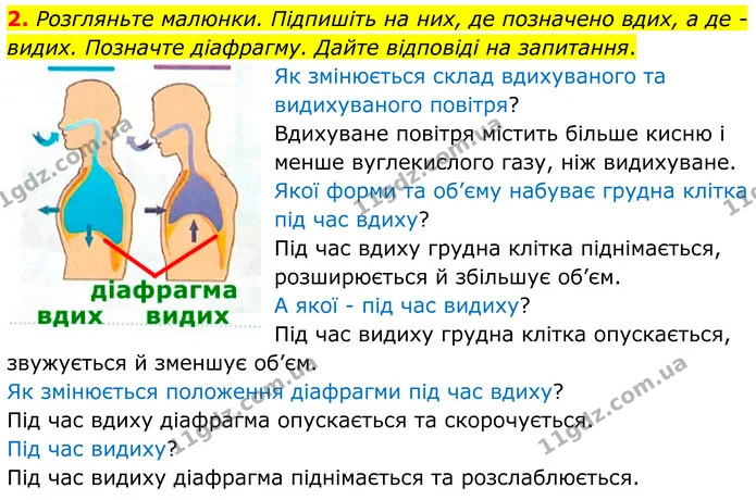 2. Розгляньте малюнки. Підпишіть на них, де позначено вдих, а де - видих. Позначте діафрагму. Дайте відповіді на запитання. — ГДЗ Робочий зошит Біологія 8 клас Кулініч