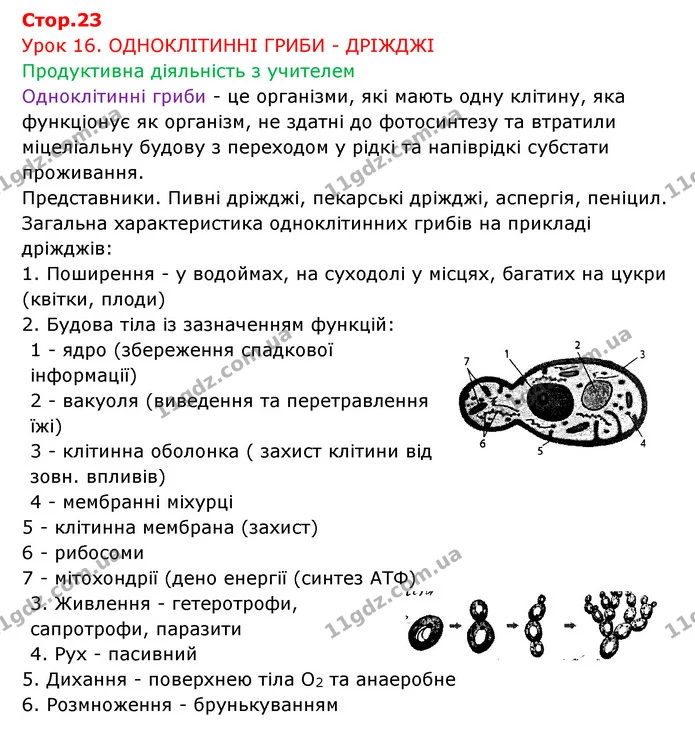 Стор. 23 — 1 — ГДЗ Робочий зошит Біологія 6 клас Соболь — ГДЗ Робочий зошит Біологія 6 клас Соболь