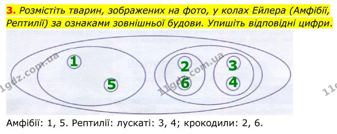 3. Розмістіть тварин, зображених на фото, у колах Ейлера (Амфібії, Рептилії) за ознаками зовнішньої будови. Упишіть відповідні цифри. — ГДЗ робочий зошит Біологія 7 клас Кулініч