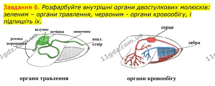 Стор. 34 — 6 — ГДЗ Робочий зошит з Біології 7 клас Яременко — ГДЗ Робочий зошит з Біології 7 клас Яременко