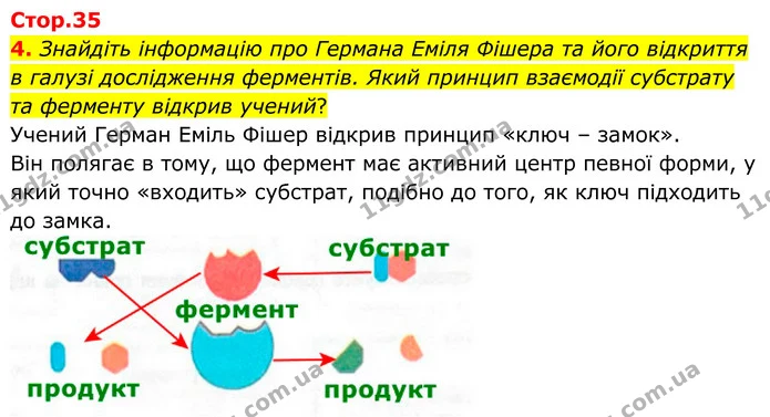 4. Знайдіть інформацію про Германа Еміля Фішера та його відкриття в галузі дослідження ферментів. Який принцип взаємодії субстрату та — ГДЗ Робочий зошит Біологія 8 клас Кулініч