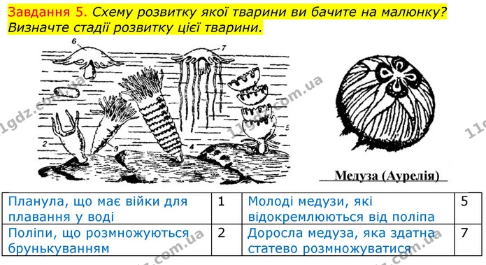Стор. 14 — 5 — ГДЗ Робочий зошит з Біології 7 клас Яременко — ГДЗ Робочий зошит з Біології 7 клас Яременко