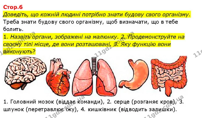 1. Назвіть органи, зображені на малюнку. 2. Продемонструйте на своєму тілі місце, де вони розташовані. 3. Яку функцію вони виконують? — ГДЗ Я досліджую світ 3 клас Гільберг 1-2 ч.