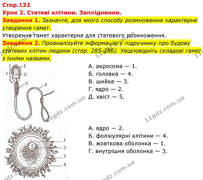 Стор. 132 — 1-2 — ГДЗ Робочий зошит біологія 8 клас Мирна — ГДЗ Робочий зошит біологія 8 клас Мирна