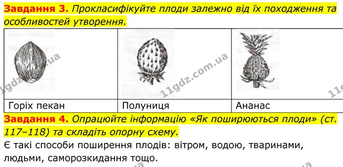 3. Прокласифікуйте плоди залежно від їх походження та особливостей утворення. — ГДЗ Робочий зошит Біологія 7 клас Мирна 2024