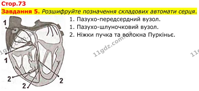 Стор. 73 — 5 — ГДЗ Робочий зошит біологія 8 клас Мирна — ГДЗ Робочий зошит біологія 8 клас Мирна