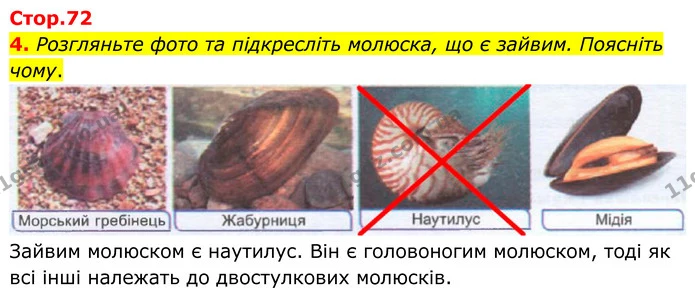 4. Розгляньте фото та підкресліть молюска, що є зайвим. Поясніть чому. — ГДЗ робочий зошит Біологія 7 клас Кулініч
