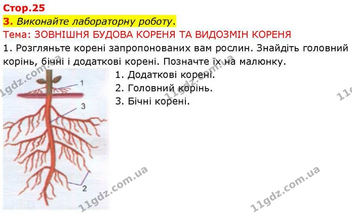 Стор. 25 — Стр.25 (3.1) — ГДЗ робочий зошит Біологія 7 клас Кулініч — ГДЗ робочий зошит Біологія 7 клас Кулініч