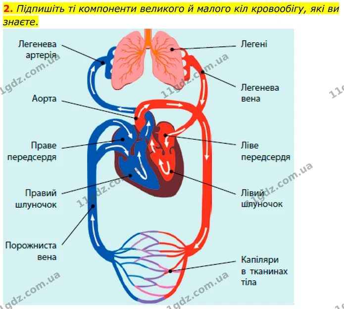 2. Підпишіть ті компоненти великого й малого кіл кровообігу, які ви знаєте. — ГДЗ Робочий зошит Біологія 8 клас Тагліна (2025)