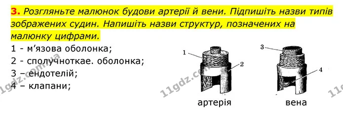 3. Розгляньте малюнок будови артерії й вени. Підпишіть назви типів зображених судин. Напишіть назви структур, позначених на малюнку — ГДЗ Робочий зошит Біологія 8 клас Задорожний
