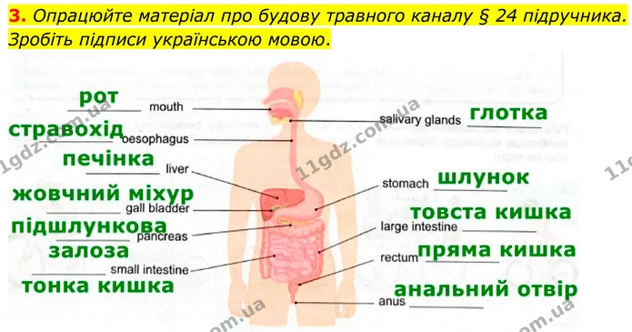 3. Опрацюйте матеріал про будову травного каналу § 24 підручника. Зробіть підписи українською мовою. — ГДЗ Робочий зошит Біологія 8 клас Кулініч