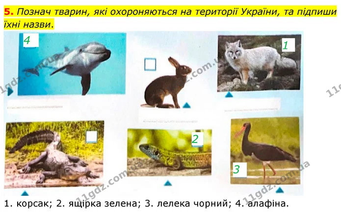 5. Познач тварин, які охороняються на території України, та підпиши їхні назви. — ГДЗ робочий зошит Біологія 7 клас Тагліна