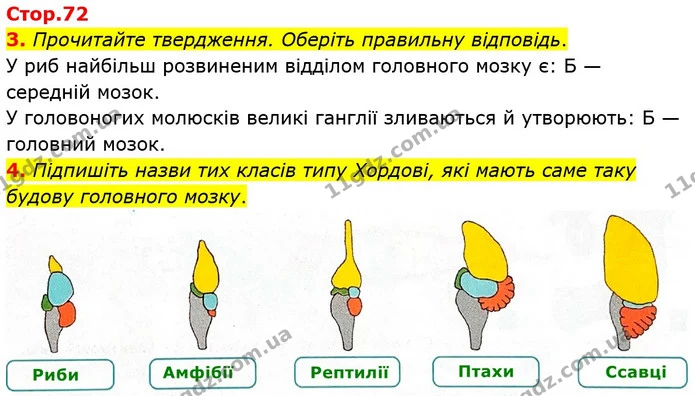 1. На малюнку зображено три типи нервової системи тварин, позначені цифрами. — частина 3 — ГДЗ Робочий зошит Біологія 8 клас Тагліна (2025)