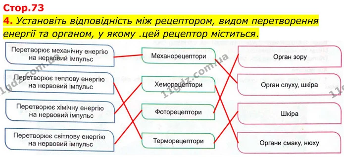4. Установіть відповідність між рецептором, видом перетворення енергії та органом, у якому .цей рецептор міститься. — ГДЗ Робочий зошит Біологія 8 клас Кулініч
