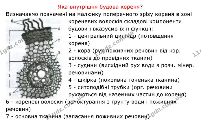 Стор. 33 — 3 — ГДЗ Робочий зошит Біологія 6 клас Соболь — ГДЗ Робочий зошит Біологія 6 клас Соболь