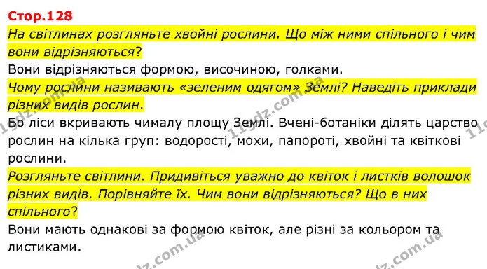 На світлинах розгляньте хвойні рослини. Що між ними спільного і чим вони відрізняються? — ГДЗ Я досліджую світ 3 клас Гільберг 1-2 ч.