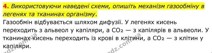 1. На малюнку зображена частина дихальної системи людини. — частина 4 — ГДЗ Робочий зошит Біологія 8 клас Тагліна (2025)