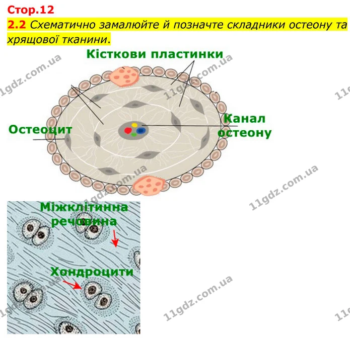 §4 (2.2) — ГДЗ Робочий зошит Біологія 8 клас Тагліна (2025) — ГДЗ Робочий зошит Біологія 8 клас Тагліна (2025)