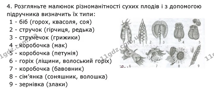 Стор. 62 — 2 — ГДЗ Робочий зошит Біологія 6 клас Соболь — ГДЗ Робочий зошит Біологія 6 клас Соболь