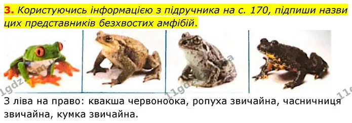 3. Користуючись інформацією з підручника на с. 170, підпиши назви цих представників безхвостих амфібій. — ГДЗ робочий зошит Біологія 7 клас Тагліна