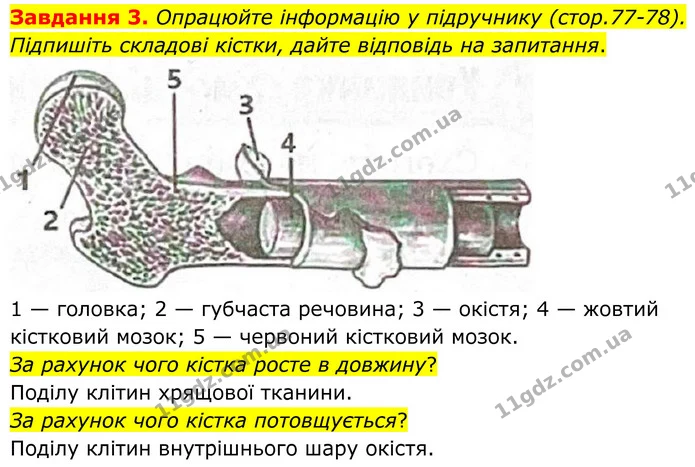 Стор. 39 — 3 — ГДЗ Робочий зошит біологія 8 клас Мирна — ГДЗ Робочий зошит біологія 8 клас Мирна