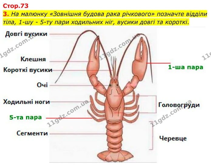 3. На малюнку «Зовнішня будова рака річкового» позначте відділи тіла, 1–шу – 5–ту пари ходильних ніг, вусики довгі та короткі. — ГДЗ робочий зошит Біологія 7 клас Кулініч