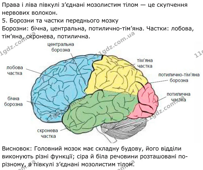 Стор. 23 — Стр.23 (3.3) — ГДЗ Робочий зошит біологія 8 клас Мирна — ГДЗ Робочий зошит біологія 8 клас Мирна