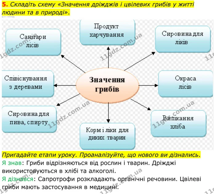 5. Складіть схему «Значення дріжджів і цвілевих грибів у житті людини та в природі». — ГДЗ робочий зошит Біологія 7 клас Кулініч
